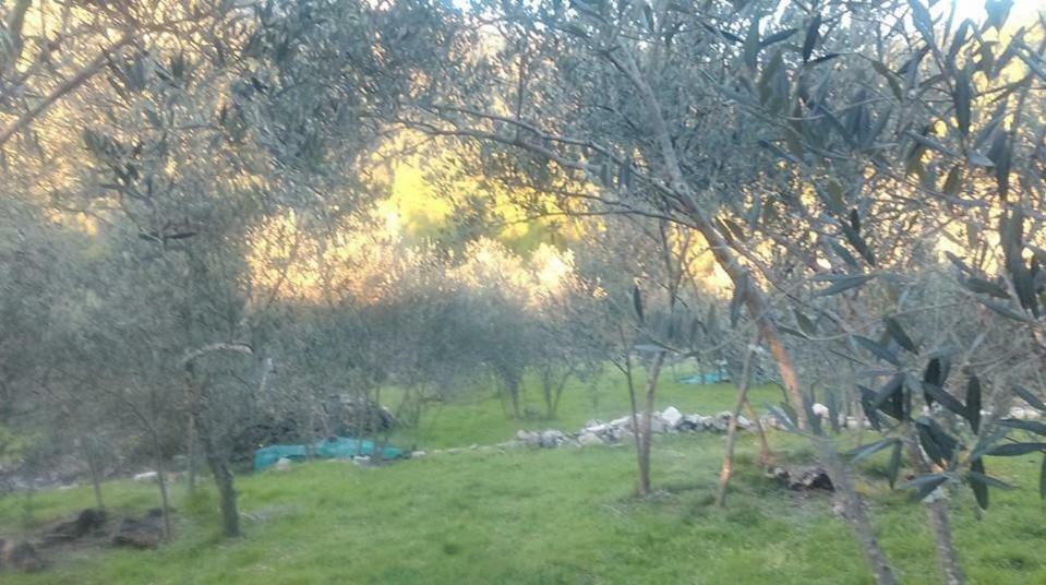 Cottage Melita The Apartment For Animal Lovers Babino Polje 외부 사진